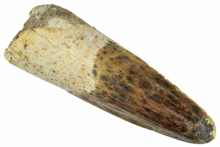 Fossil Spinosaurus Tooth - Real Dinosaur Tooth #305601